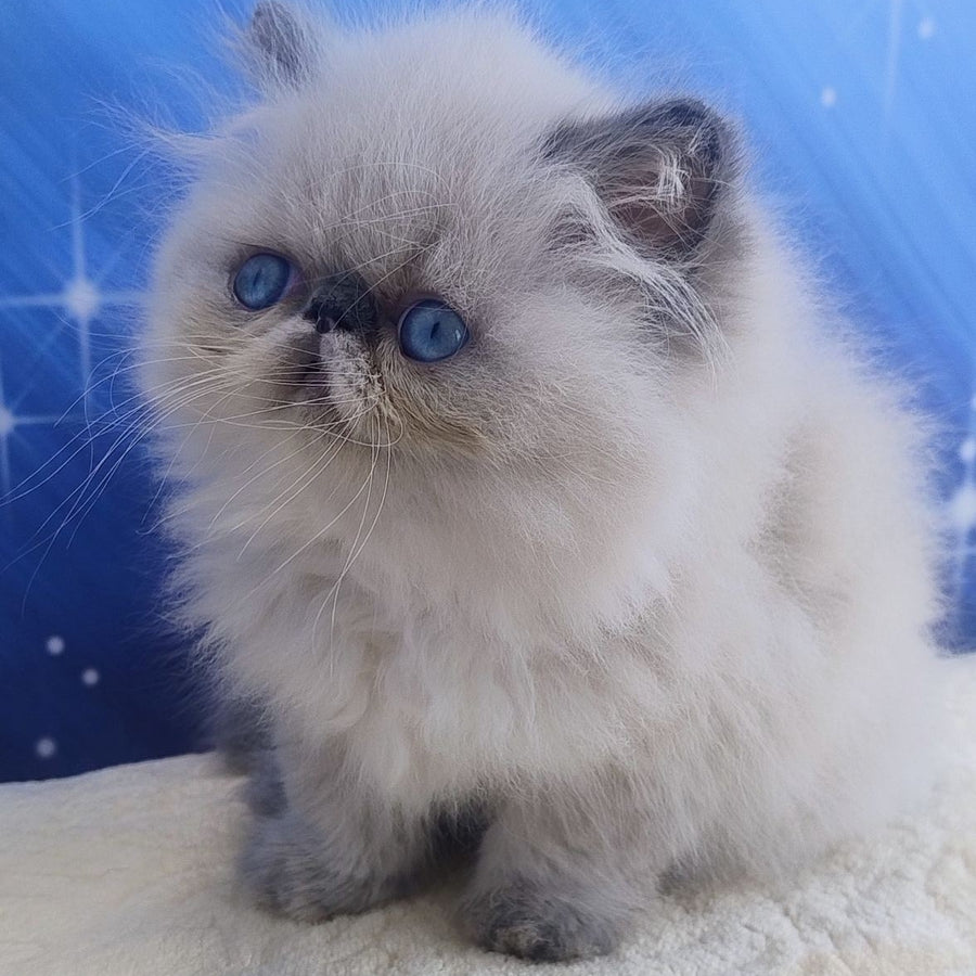 Emmi Persian female, seal pointed