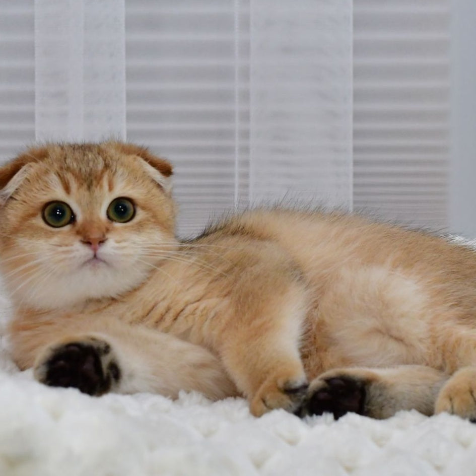 Maya Scottish Fold female, black golden shaded