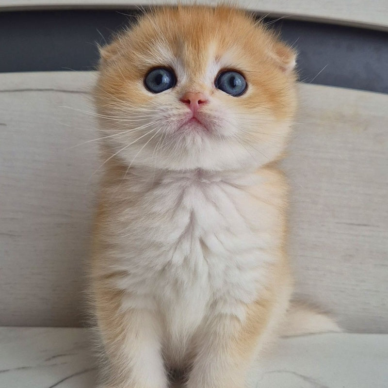 Ballu Scottish Fold male, black golden chinchilla