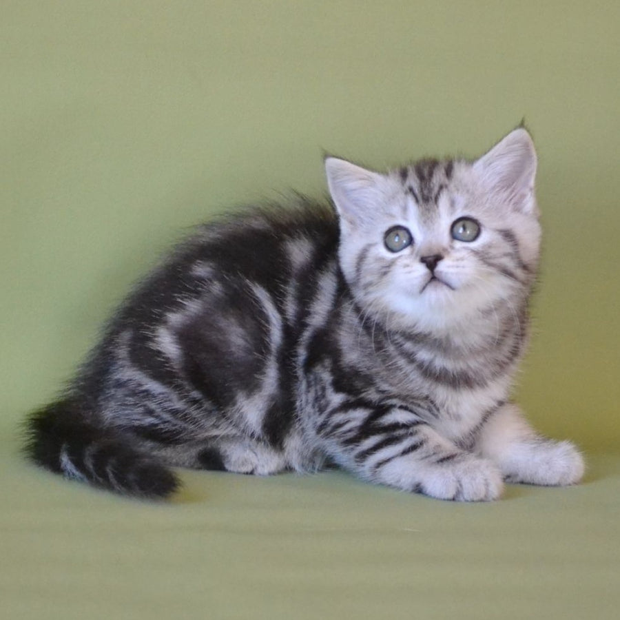 Quiana Scottish Straight female, black silver tabby