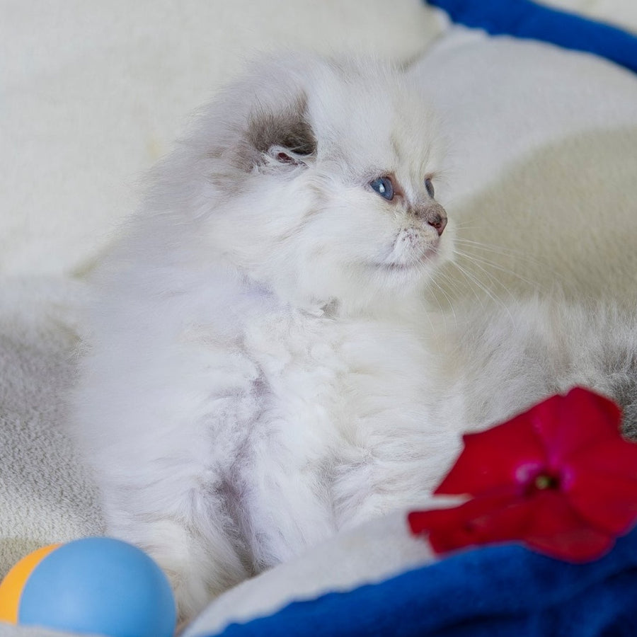 Cleopatra Scottish Fold female, black silver tabby pointed