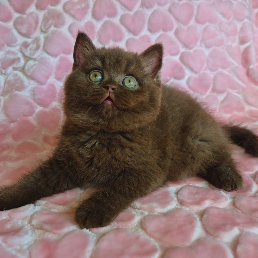 Julia British Shorthair female, chocolate