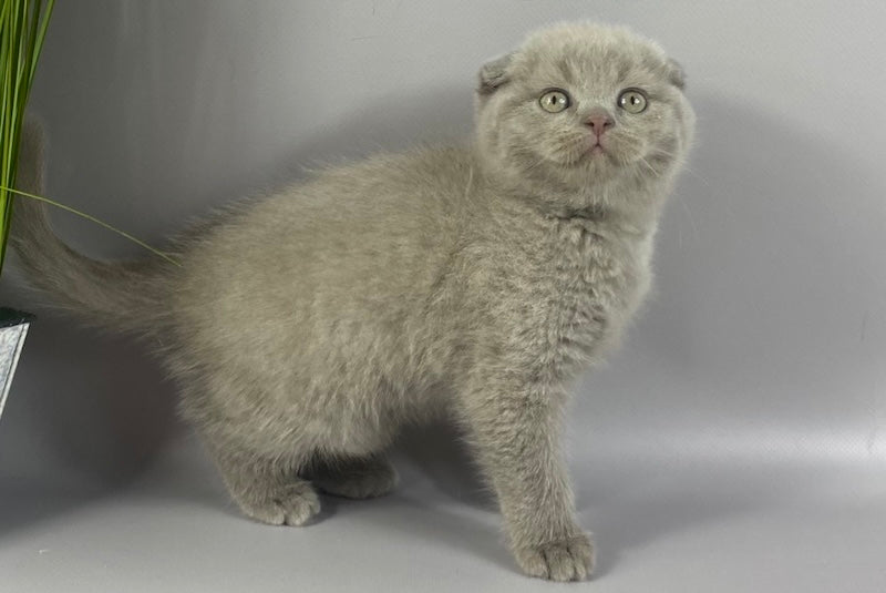 Hummer Scottish Fold male, lilac