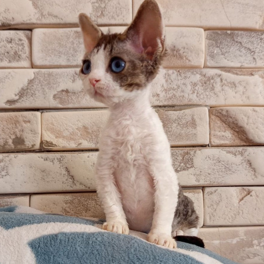 Lotty Devon Rex female, black bicolour tabby