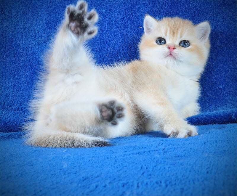 Goshka British Shorthair male black golden shaded live animals