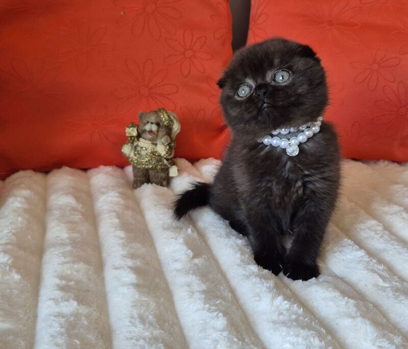 Koko Scottish Fold female chocolate - live animals
