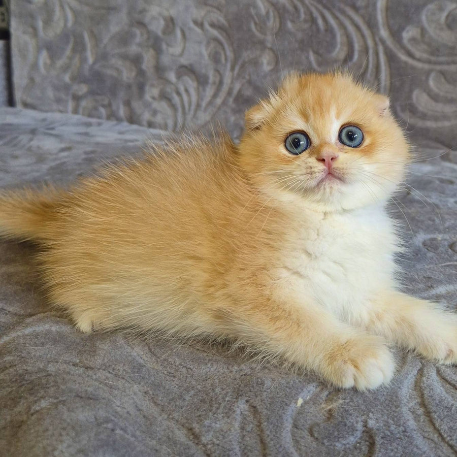 Luntik Scottish Fold male, black golden chinchilla