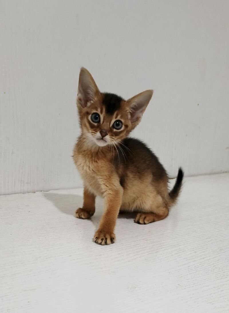 Gemma Abyssinian female ruddy - live animals