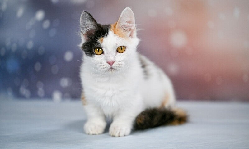 Wednesday Munchkin female black tortie bicolour - live animals