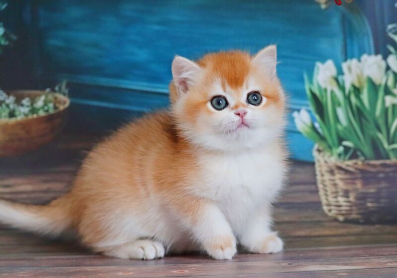 Vasilisa British Shorthair female black golden shaded - live animals