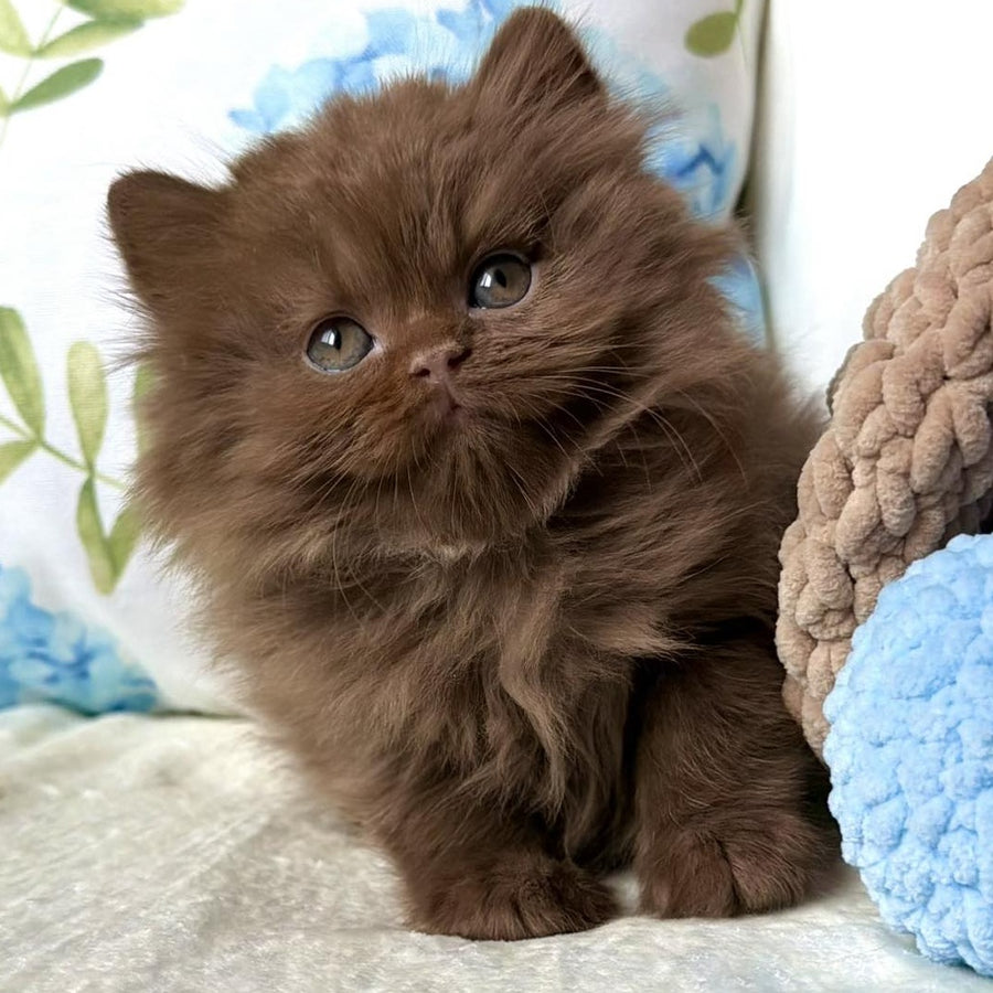 Amira British Longhair female, cinnamon