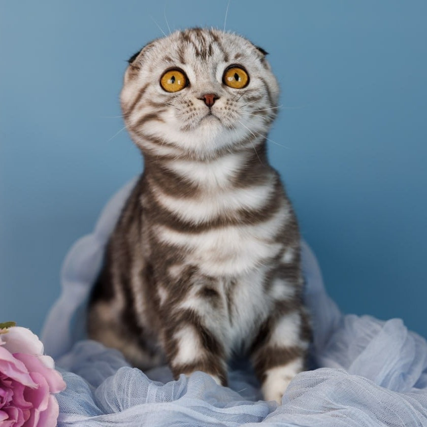 Blair Scottish Fold female, black silver tabby