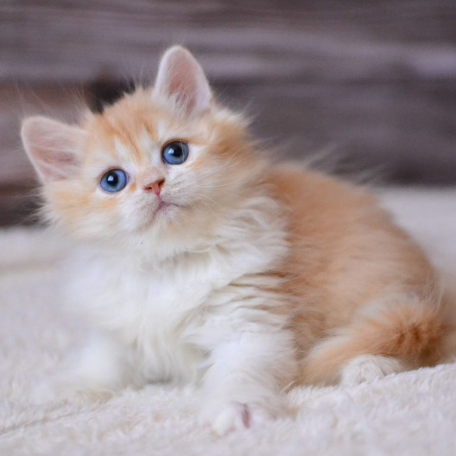 Ian British Longhair male, red ticked tabby bicolour