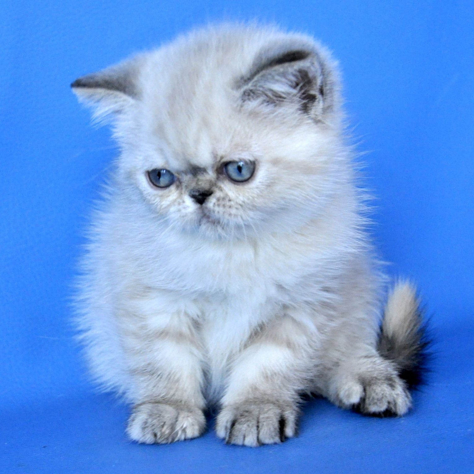 Polly Exotic female, blue tortie pointed