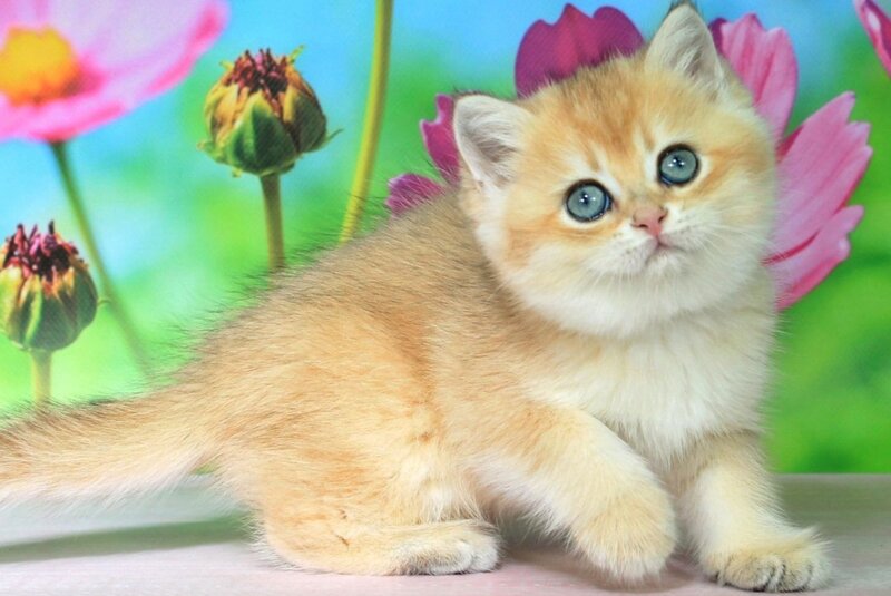 Quentin British Shorthair male black golden shaded - live animals
