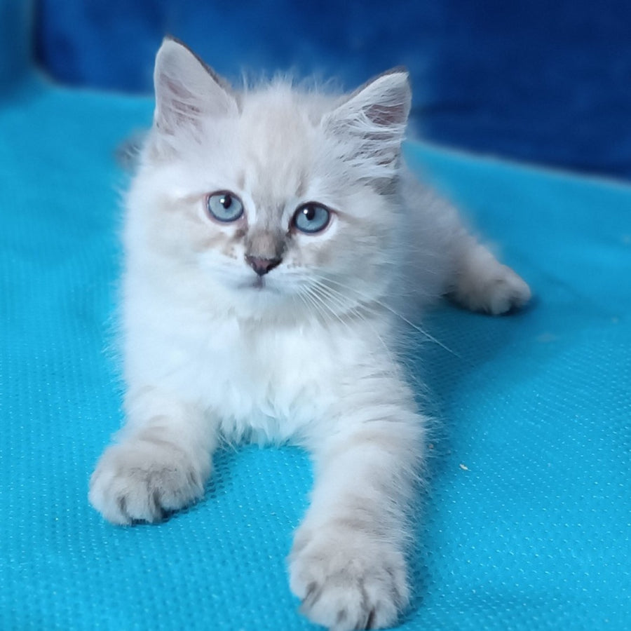 Duncan Siberian male, blue tabby pointed