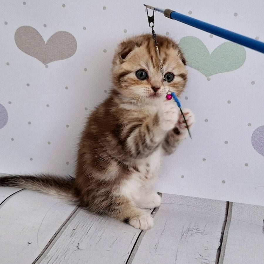 Armani Scottish Fold male, chocolate silver tabby bicolour