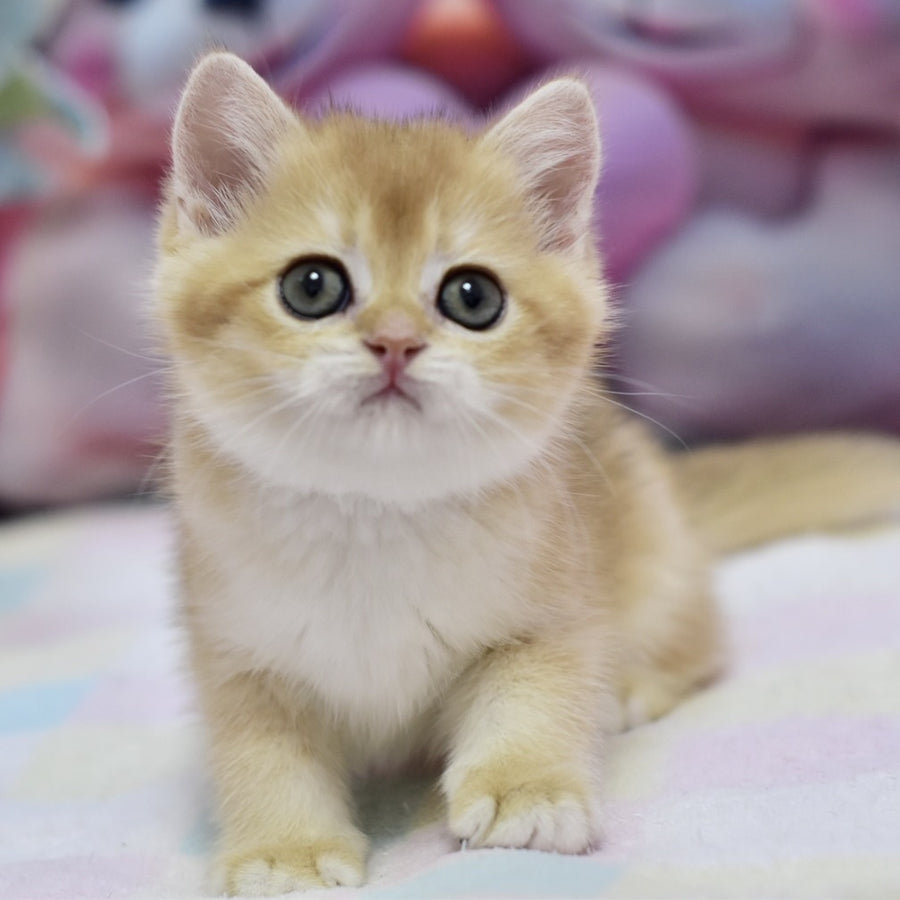 Fluffy British Shorthair female, black golden chinchilla