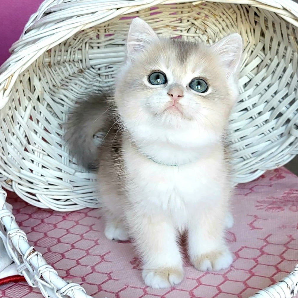 Assol British Shorthair female, blue golden chinchilla