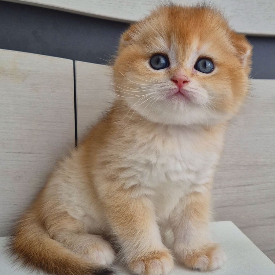 Billy Scottish Fold male, black golden chinchilla