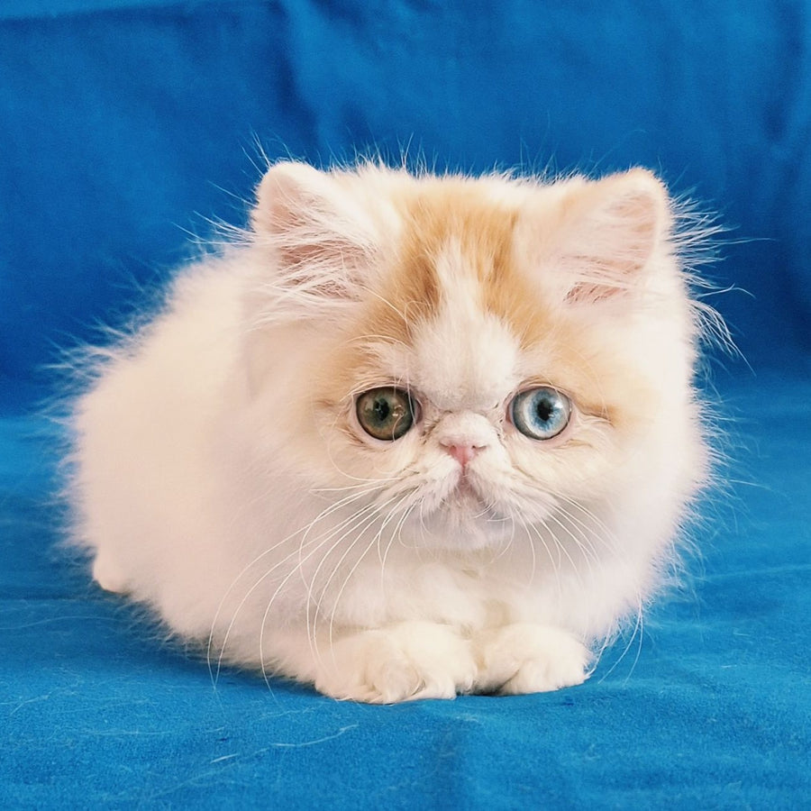 Zelda Persian female, red spotted tabby van