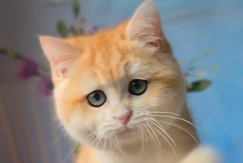 Baxter British Shorthair male black golden chinchilla - live animals