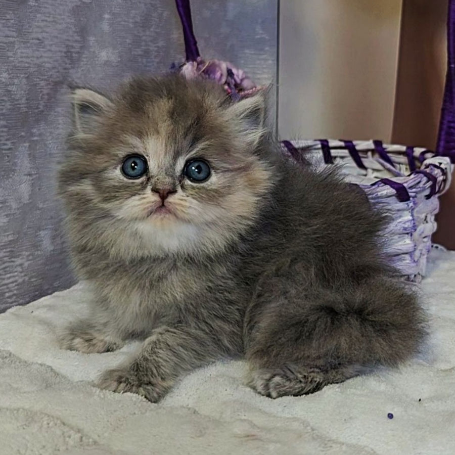 Udacha British Longhair female, blue tortie