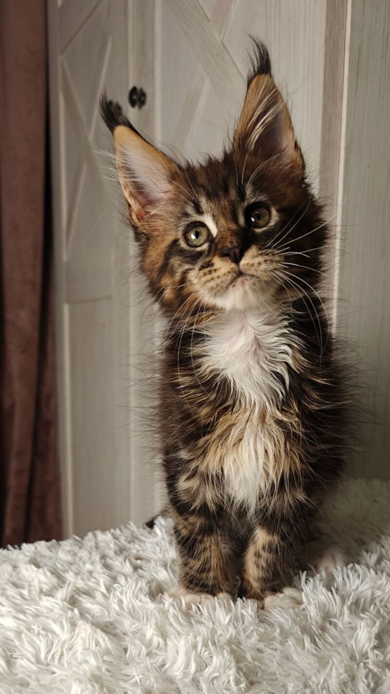 Quill Maine Coon female black tabby bicolour live animals
