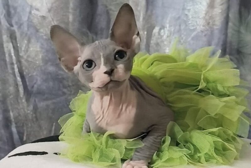 Molly Canadian Sphynx female, blue bicolour