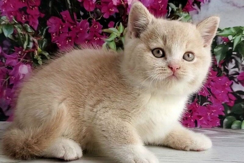 Uno British Shorthair male cream bicolour - live animals