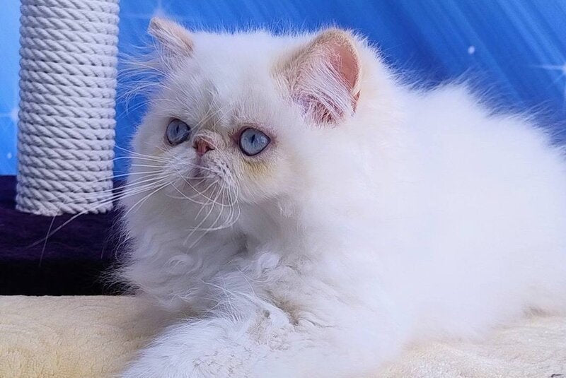 Neo Persian male, cream pointed