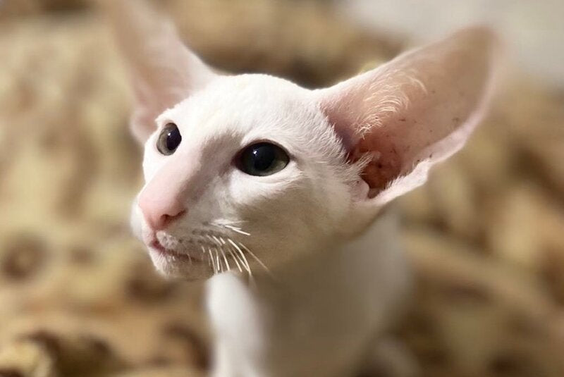 Veles Oriental Shorthair male, white
