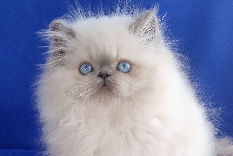 Leon Persian male, blue pointed