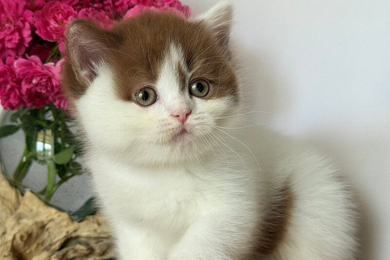 Ferris British Shorthair male, cinnamon harlequin