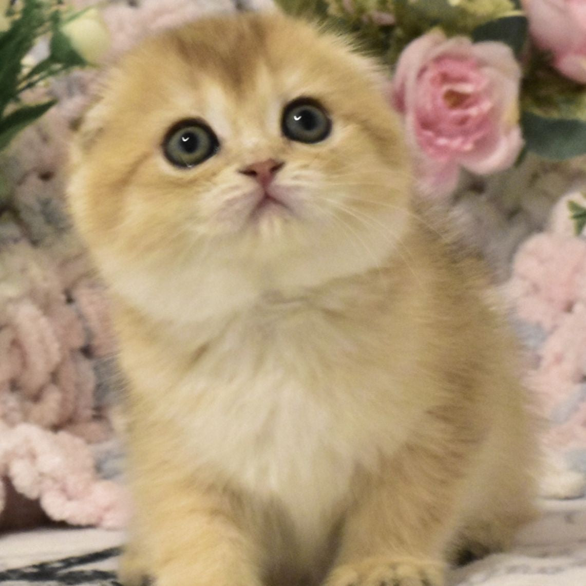 Bonya Scottish Fold female, black golden shaded