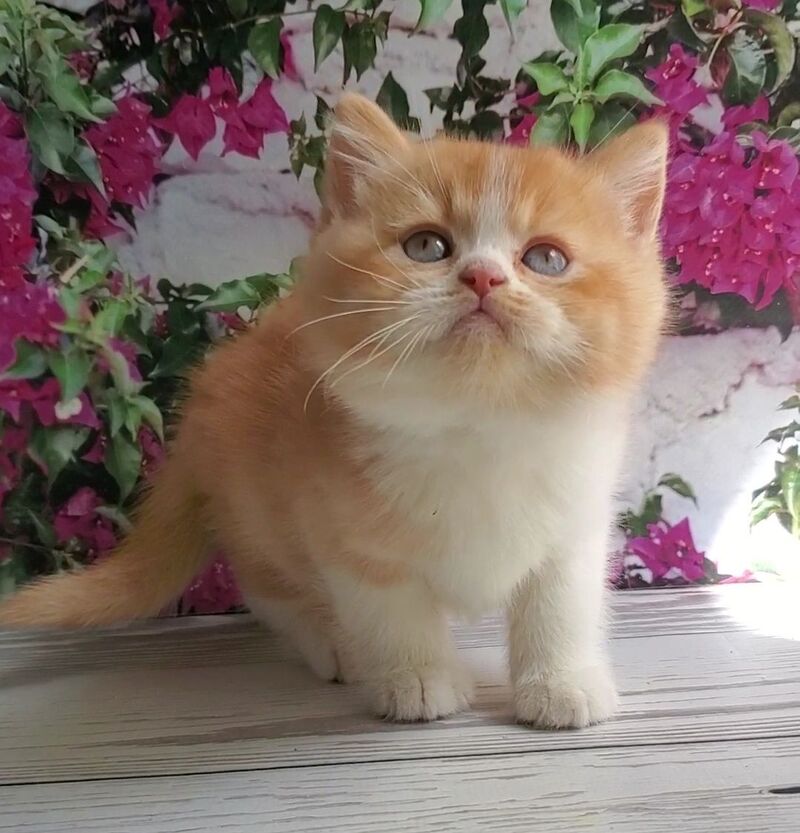 Unique British Shorthair male red bicolour - live animals