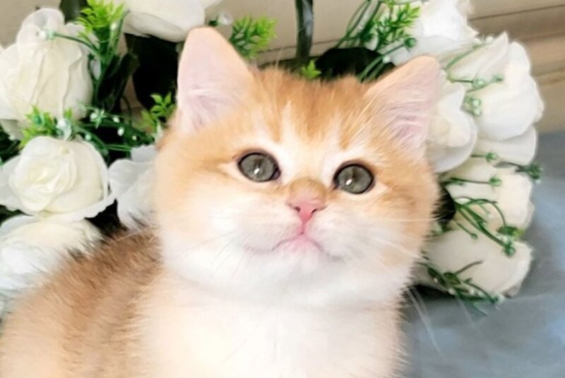 Wanda British Shorthair female black golden chinchilla live animals