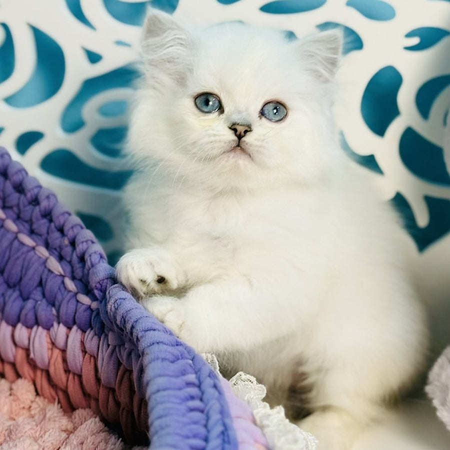 Arctic Scottish Straight male, black silver chinchilla pointed