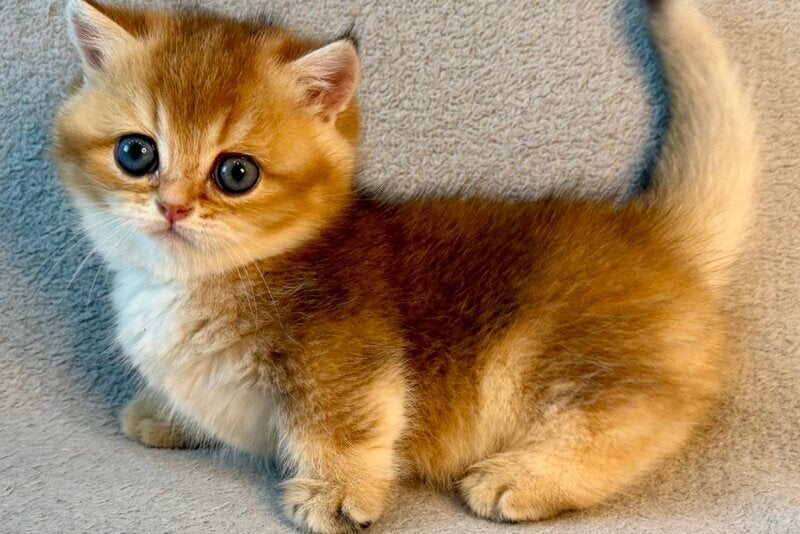 Lumiq Munchkin male black golden ticked tabby - live animals