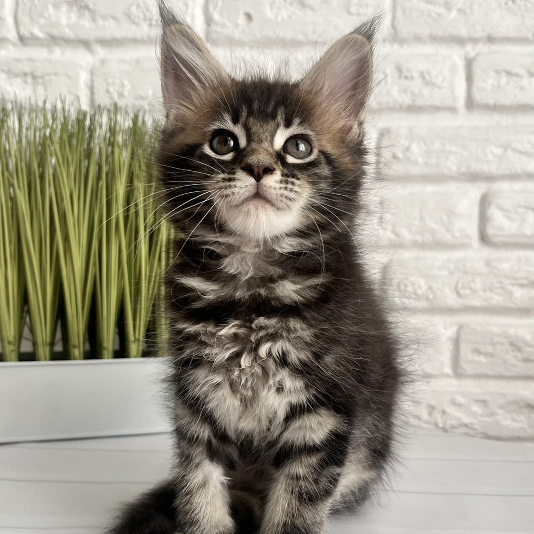 Jade Maine Coon female, black tabby