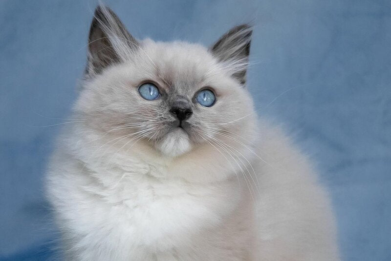 Nox Ragdoll male, blue mitted