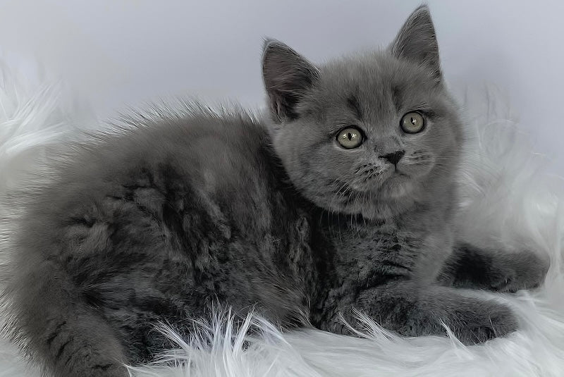 Kiki British Shorthair female, blue