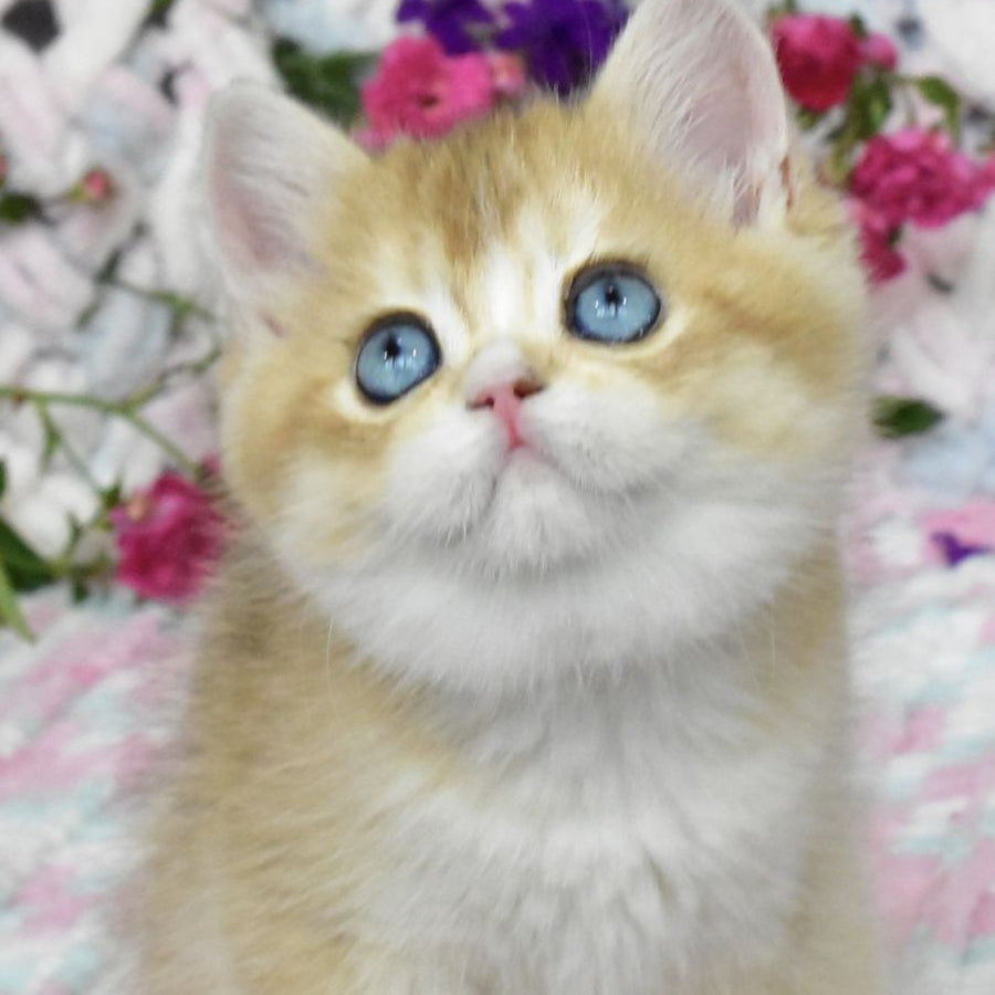 Avrora British Shorthair female, black golden shaded with white