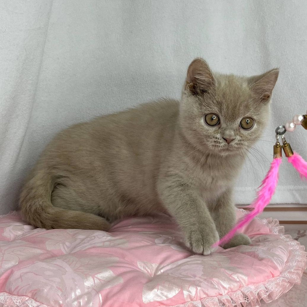 Winston British Shorthair male, lilac