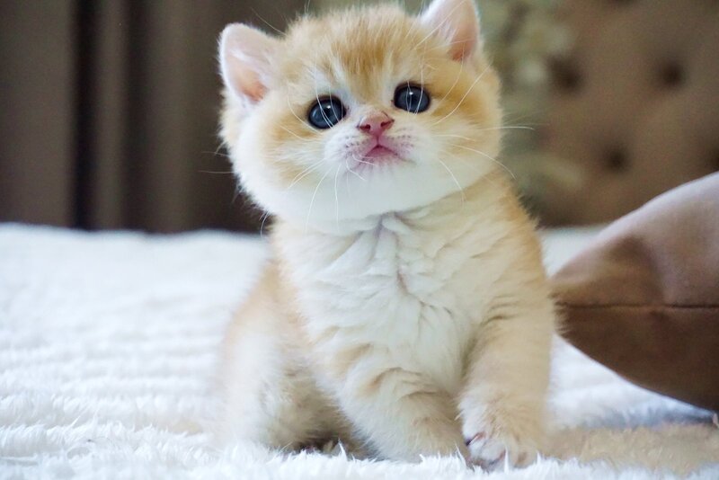 Den British Shorthair male, black golden chinchilla