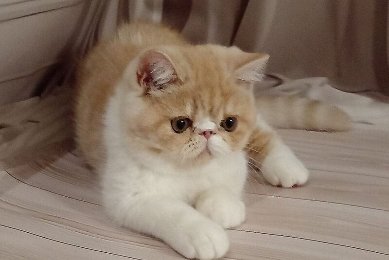 Iveriy Exotic male, red silver spotted tabby bicolour