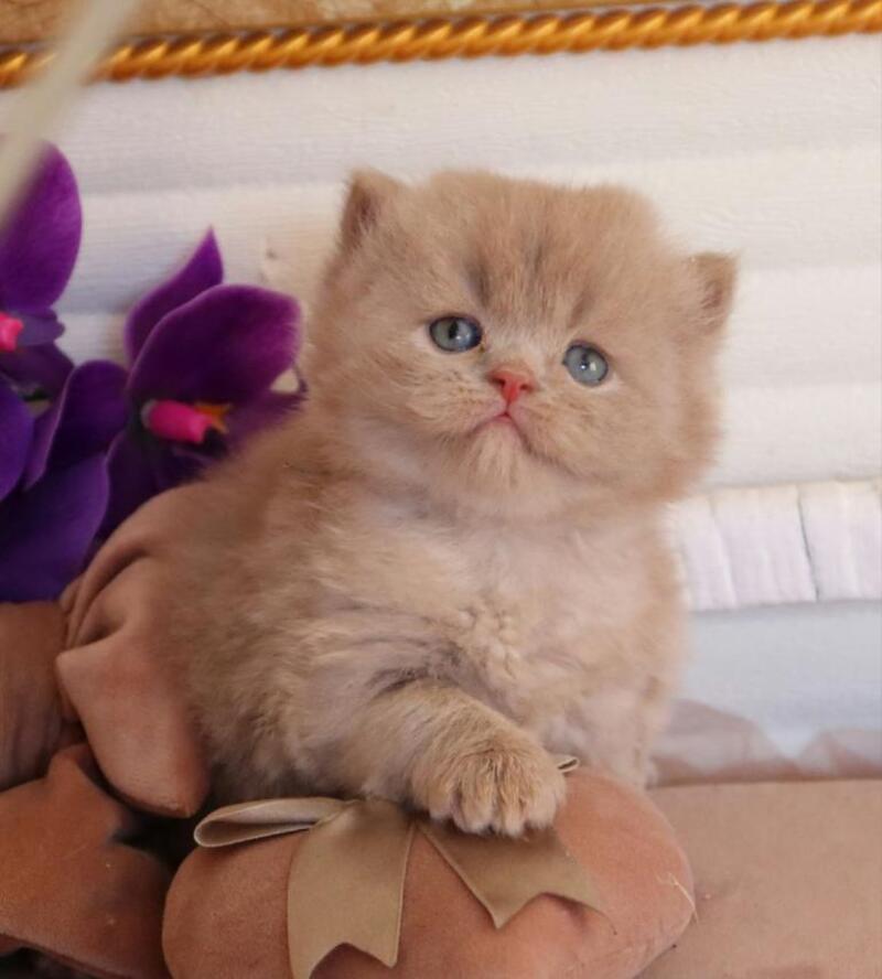 Benjamin British Longhair male fawn - live animals