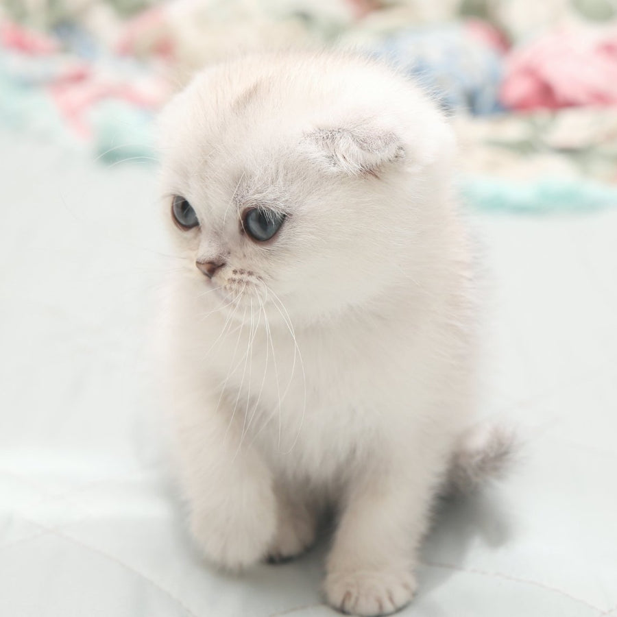 Hatti Scottish Fold female, black silver shaded