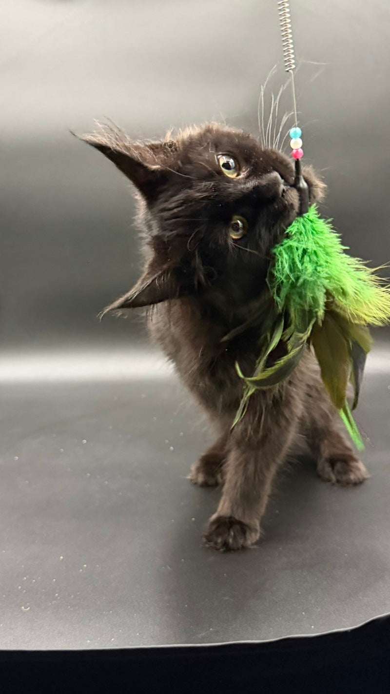 Wanda Maine Coon female, black