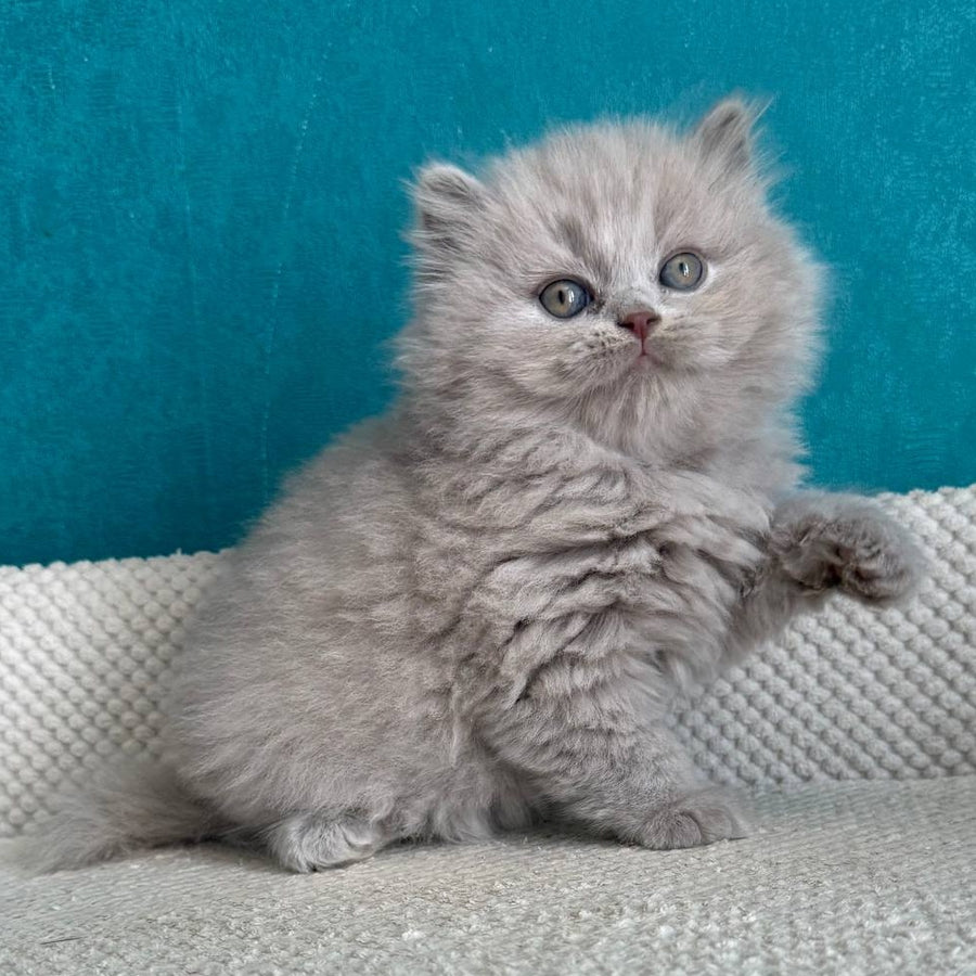 Bear British Longhair male, lilac